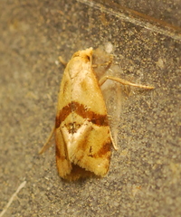 Cochylis caulocatax
