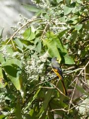 Pericrocotus brevirostris