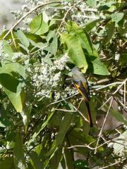 Pericrocotus brevirostris