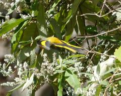 Pericrocotus brevirostris