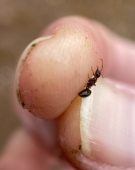 Formica subpolita