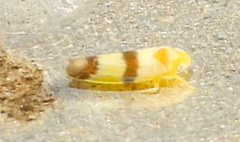 Empoa venusta