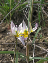Tulipa patens