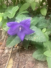 Platycodon