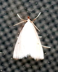 Leptosteges vestaliella