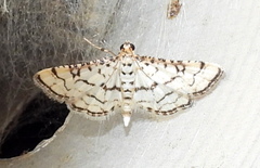 Hileithia rehamalis