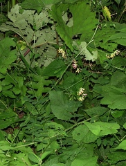 Vicia dumetorum