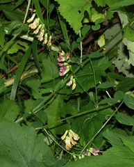 Vicia dumetorum