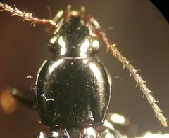 Pterostichus patruelis