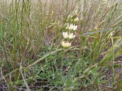 Lupinus densiflorus