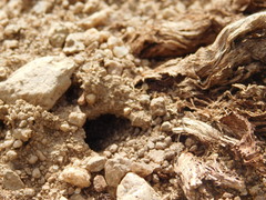 Melecta