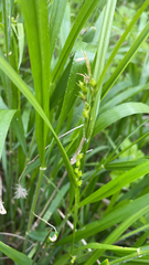 Carex grisea
