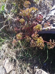 Geranium robertianum