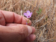 Clarkia gracilis albicaulis