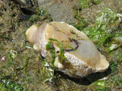 Pleurobranchaea maculata