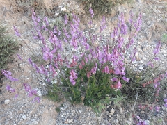 Polygala boissieri