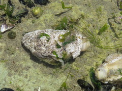 Pleurobranchaea maculata