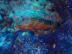 Epinephelus guttatus