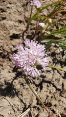 Allium lemmonii