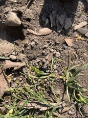 Glischrochilus siepmanni