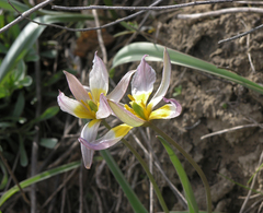 Tulipa patens