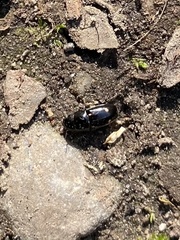 Glischrochilus siepmanni