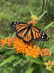 Danaus plexippus