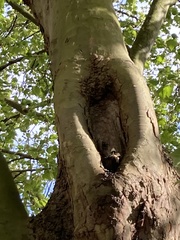 Volvariella bombycina