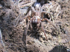Acanthogonatus