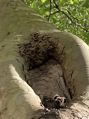 Volvariella bombycina