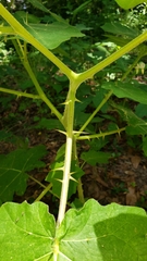 Image of Solanum viarum