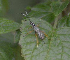 Agonocryptus discoidaloides