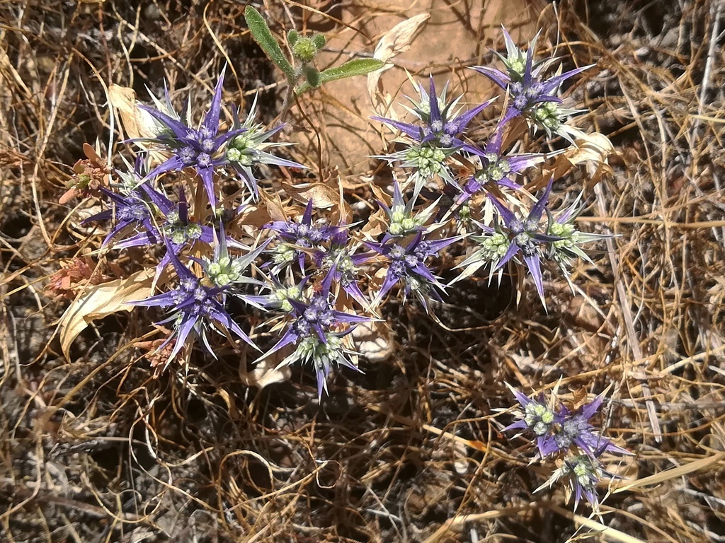 Eryngium galioides