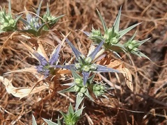 Eryngium galioides