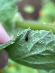 Dilophus strigilatus