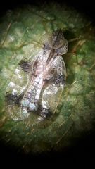 Stephanitis pyrioides