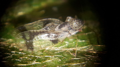 Stephanitis pyrioides