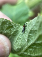 Dilophus strigilatus