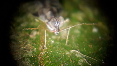 Stephanitis pyrioides