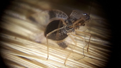 Stephanitis pyrioides