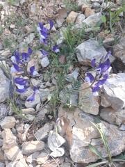 Vicia onobrychioides