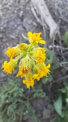 Senecio integerrimus exaltatus