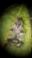 Stephanitis pyrioides