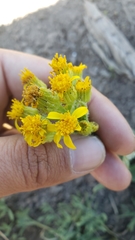 Senecio integerrimus exaltatus