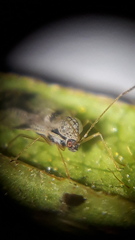 Stephanitis pyrioides