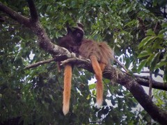 Callicebus nigrifrons
