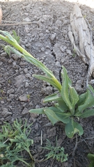 Senecio integerrimus exaltatus