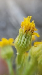 Senecio integerrimus exaltatus