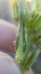 Senecio integerrimus exaltatus