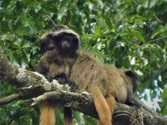 Callicebus nigrifrons